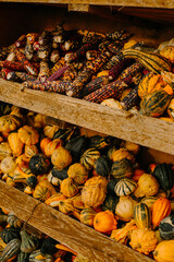mehrfarbige helle kürbisse, herbsthintergrund mit saisonalen produkten, inspiration für herbst, halloween