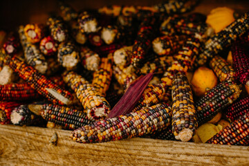 mehrfarbige helle kürbisse, herbsthintergrund mit saisonalen produkten, inspiration für herbst, halloween