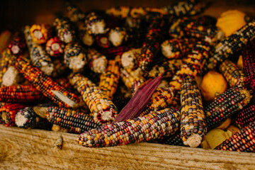 mehrfarbige helle kürbisse, herbsthintergrund mit saisonalen produkten, inspiration für herbst, halloween