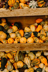 mehrfarbige helle kürbisse, herbsthintergrund mit saisonalen produkten, inspiration für herbst, halloween