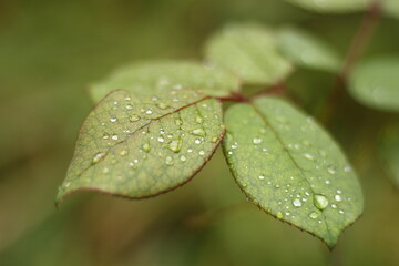 leaf with drops