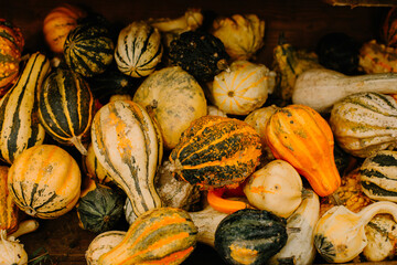 mehrfarbige helle kürbisse, herbsthintergrund mit saisonalen produkten, inspiration für herbst, halloween