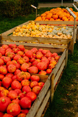 mehrfarbige helle kürbisse, herbsthintergrund mit saisonalen produkten, inspiration für herbst, halloween