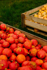 mehrfarbige helle kürbisse, herbsthintergrund mit saisonalen produkten, inspiration für herbst, halloween