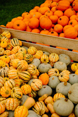 mehrfarbige helle kürbisse, herbsthintergrund mit saisonalen produkten, inspiration für herbst, halloween