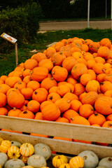 mehrfarbige helle kürbisse, herbsthintergrund mit saisonalen produkten, inspiration für herbst, halloween