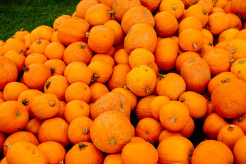 mehrfarbige helle kürbisse, herbsthintergrund mit saisonalen produkten, inspiration für herbst, halloween