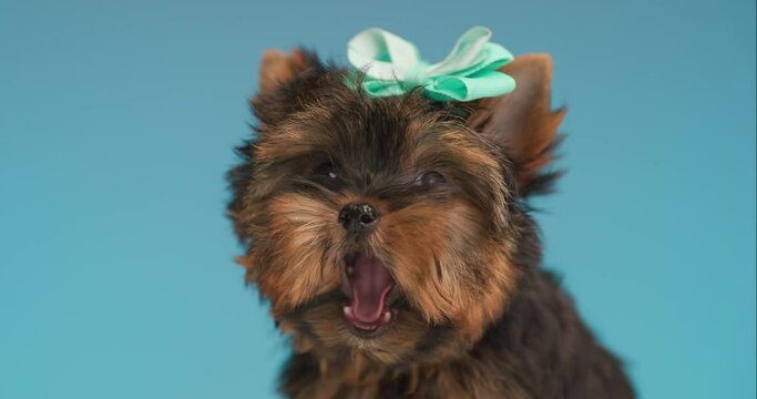 beautiful Yorkshire terrier dog being tired, yawning, sticking out tongue and licking nose while looking to side on blue background in studio