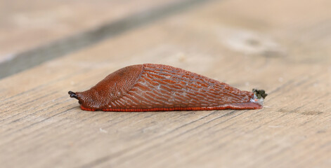 Naked slug on a wooden floor