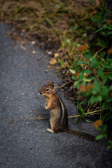 squirrel on the side of the road