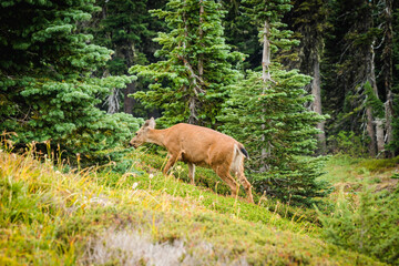 deer eating pine leaves