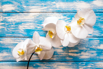 Obraz na płótnie Canvas A branch of white orchids on a blue wooden background 