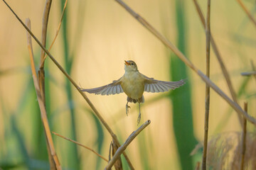 A Eurasian Reed Warbler on a sunny morning