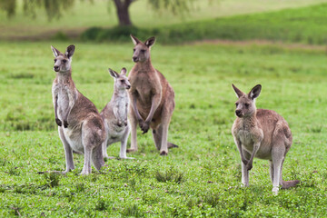 Naklejka na ściany i meble Wild kangaroos in a meadow, alert and watchful of people and other animals.