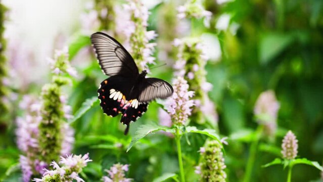 butterfly on a flower