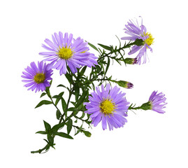 Twig of purple aster amellus flowers isolated - obrazy, fototapety, plakaty