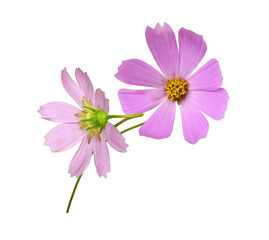 Set of pink cosmos flowers isolated