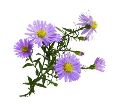 Twig of purple aster amellus flowers isolated