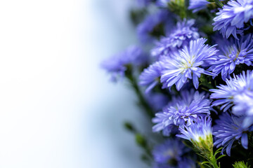 Purple flowers  on white background with copy space. The white background  with bunch of purple  flowers and place for text. The concept of  purple flowers and white background.