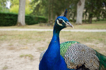 Obraz premium Peacock bird with beautiful feathers walks on the grass
