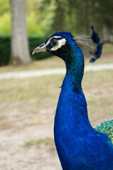 Fototapeta premium Peacock bird with beautiful feathers walks on the grass