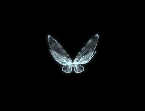 butterfly on black background fairy white wings