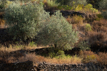Arbres oliviers sur des plantations en terrasse dans la campagne portugaise au-dessus d'un mur de...