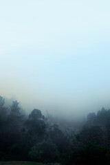 Brouillard épais fait disparaître les arbres de la forêt dans la la montagne Serra d'Estrela au Portugal.