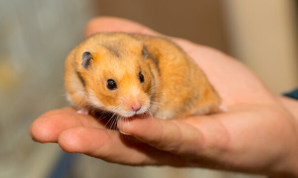 Hamster in the hands of a man close-up on a gray background. Smiling animal, happy pet. Laughter and smile.