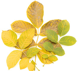 autumn walnut leaves on white background