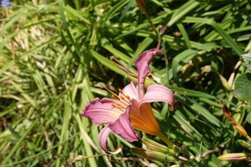 Obraz premium Side view of one pink flower of Hemerocallis fulva in July