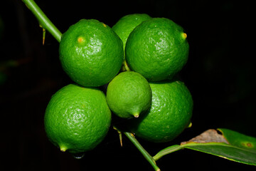 Green lemon hanging from the tree after a night of soft rain