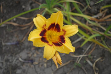 Close shot of yellow and red flower of Hemerocallis fulva in mid July