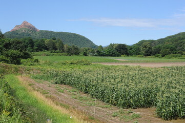 Fototapeta na wymiar Green rural landscape with rice fields and Shōwa-shinzan volcano on a sunny day with blue sky in Hokkaido island, northern Japan, Asia