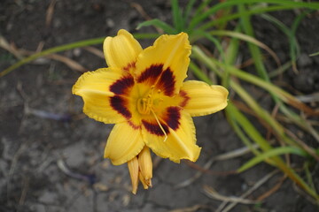 Fototapeta premium Close view of yellow and red flower of Hemerocallis fulva in mid July