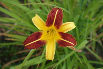 Closeup of red and yellow flower of Hemerocallis fulva in mid July