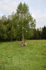a birch tree grew out a snump