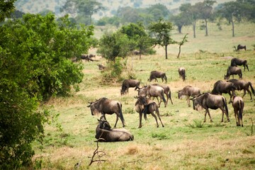 Blue wildebeest antelopes in the field