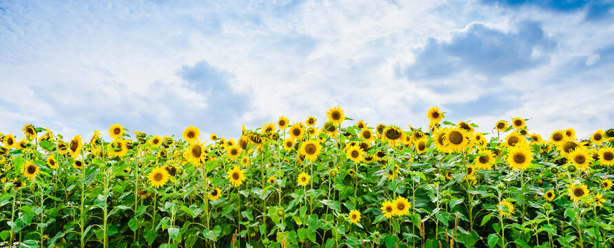 Sunflower field.Yellow field of blooming sunflowers on a background of blue cloudy sky.Summer day.Banner,advertisement.