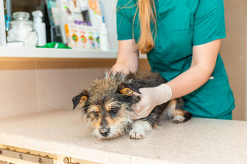 Nurse veterinarian caring a old dog at animal hospital.