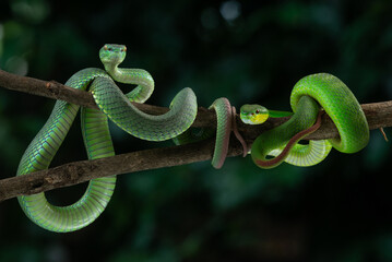 Two green snakes, white lipped pit viper Trimeresurus albolabris and white lipped Island pit viper...