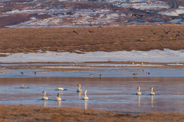 A flock of swans in the spring tundra. White tundra swans (Cygnus columbianus) swim in the river. A flock of pintail ducks flies over the water. Wild birds in their natural habitat in the Arctic.