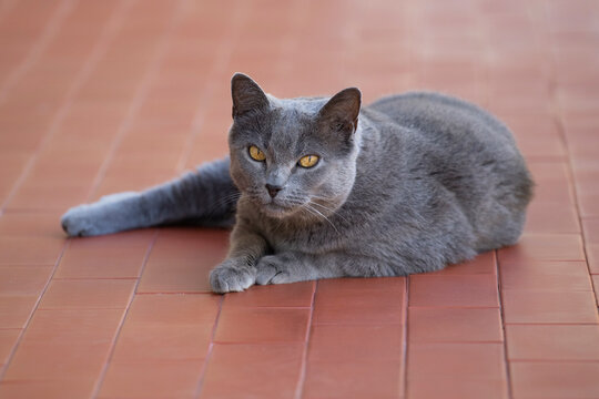 Chat gris siamois aux yeux jaune or allong&eacute; sur le sol, au repos, observant ce qui se passe.