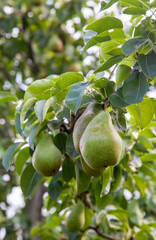 Shiny delicious pears hanging from a tree branch in the orchard..