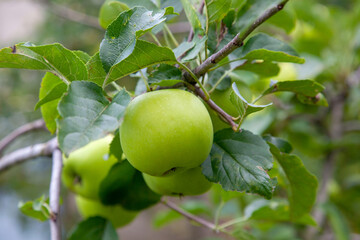 Shiny delicious green apples on a branch ready to be harvested in an apple orchard..