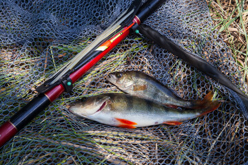 Common perch or European perch (Perca Fluviatilis) with float rod on black fishing net..