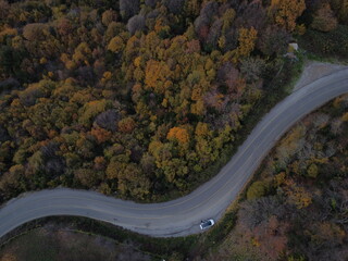 the road in the forest