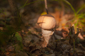 Close up view of brown cap boletus growing in forest..