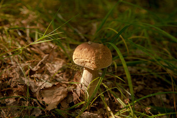 Boletus mushroom in the wild. Porcini mushroom grows on the forest floor at autumn season..