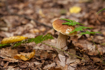 Boletus mushroom in the wild. Porcini mushroom grows on the forest floor at autumn season..
